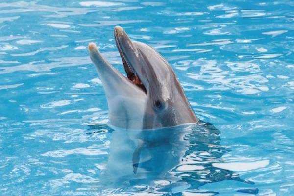 Panama City beach attractions Panama City beach attractions